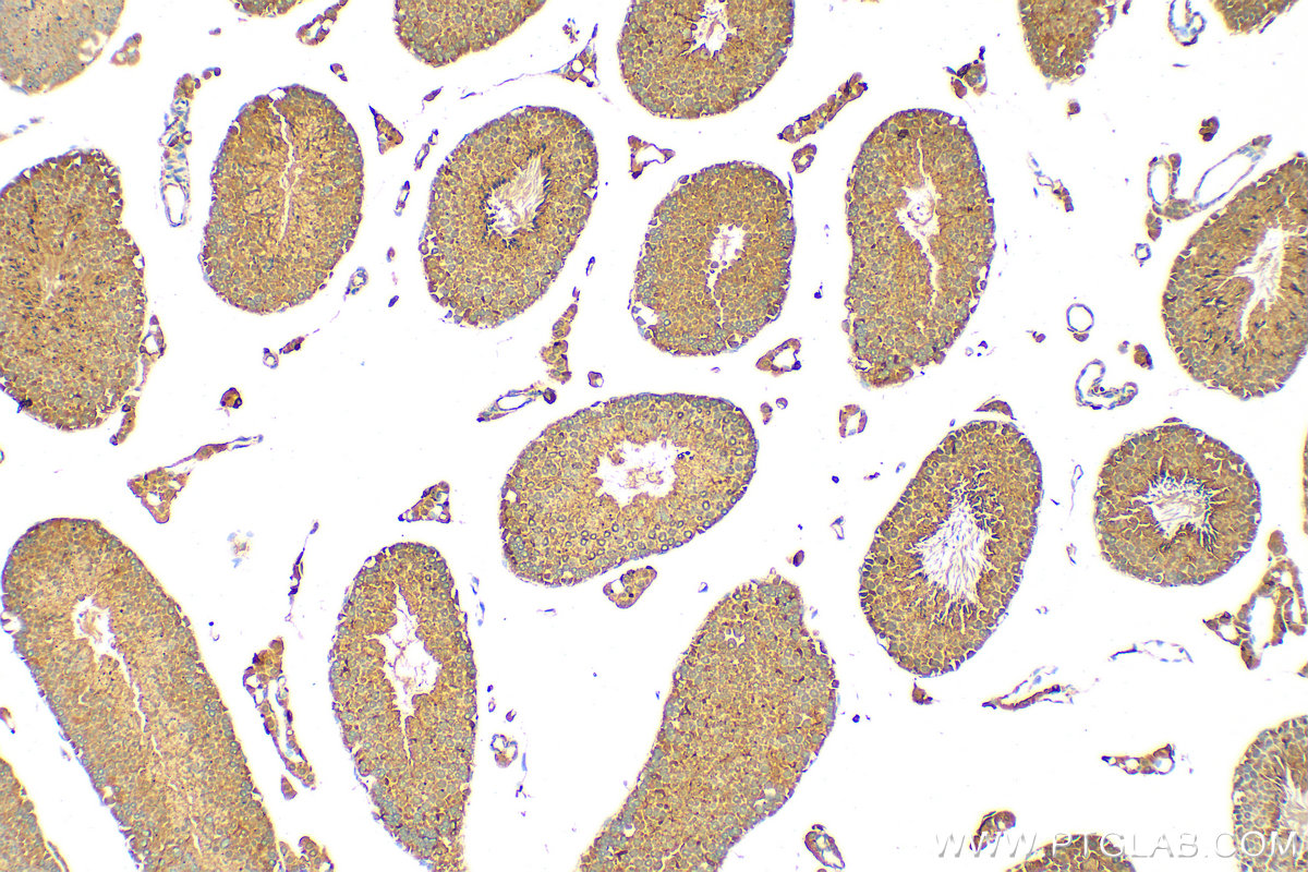 IHC staining of mouse testis using 21748-1-AP