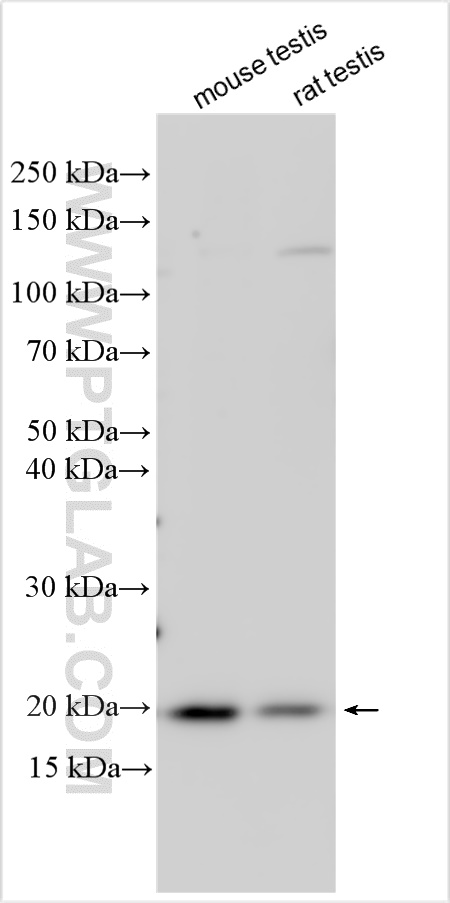 WB analysis using 15788-1-AP