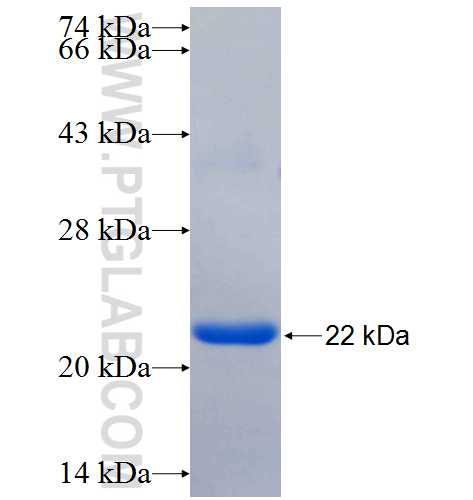 ANGPTL1 fusion protein Ag25517 SDS-PAGE