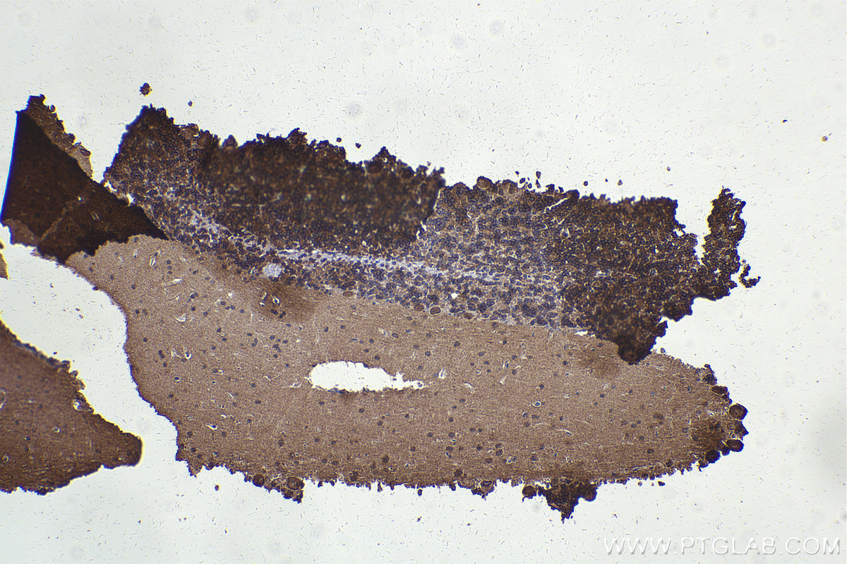 IHC staining of rat cerebellum using 23938-1-AP