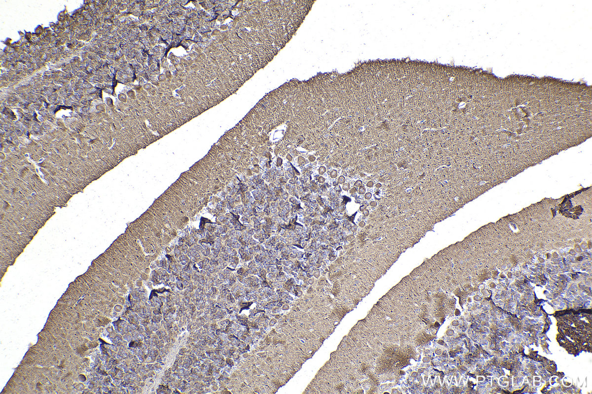 IHC staining of mouse cerebellum using 23938-1-AP