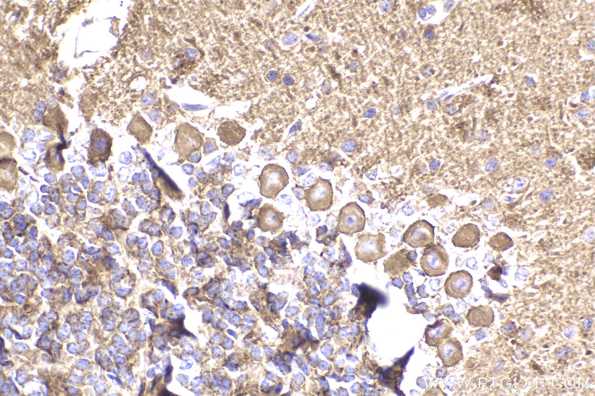 IHC staining of mouse cerebellum using 23938-1-AP