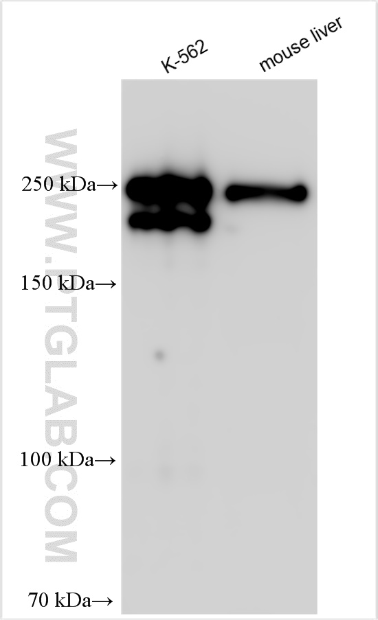 WB analysis using 23938-1-AP