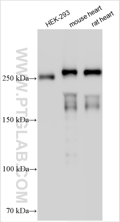 WB analysis using 31080-1-AP