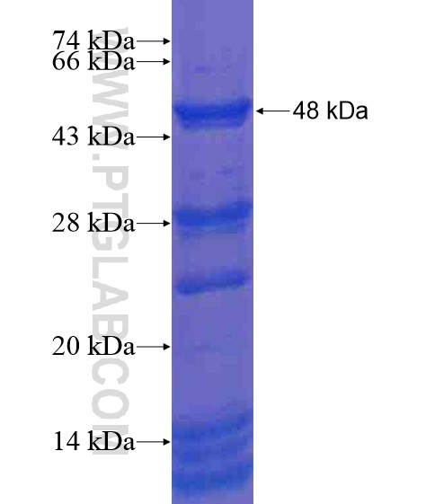 ANKLE1 fusion protein Ag21253 SDS-PAGE