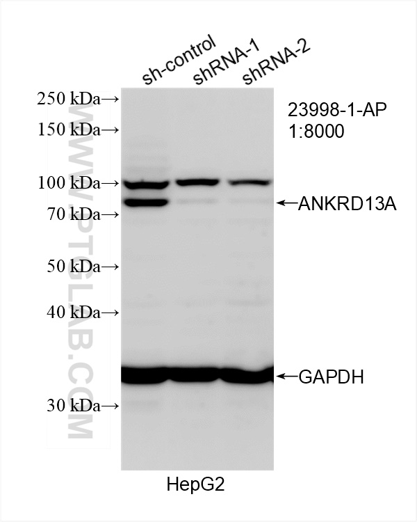 WB analysis of HepG2 using 23998-1-AP (same clone as 23998-1-PBS)