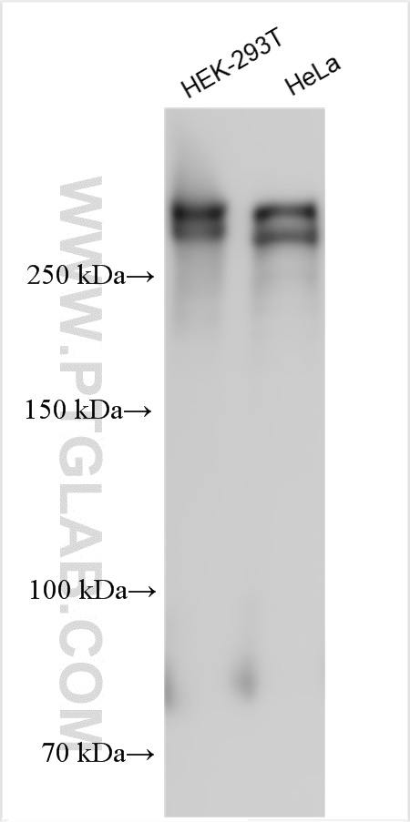 WB analysis using 27701-1-AP