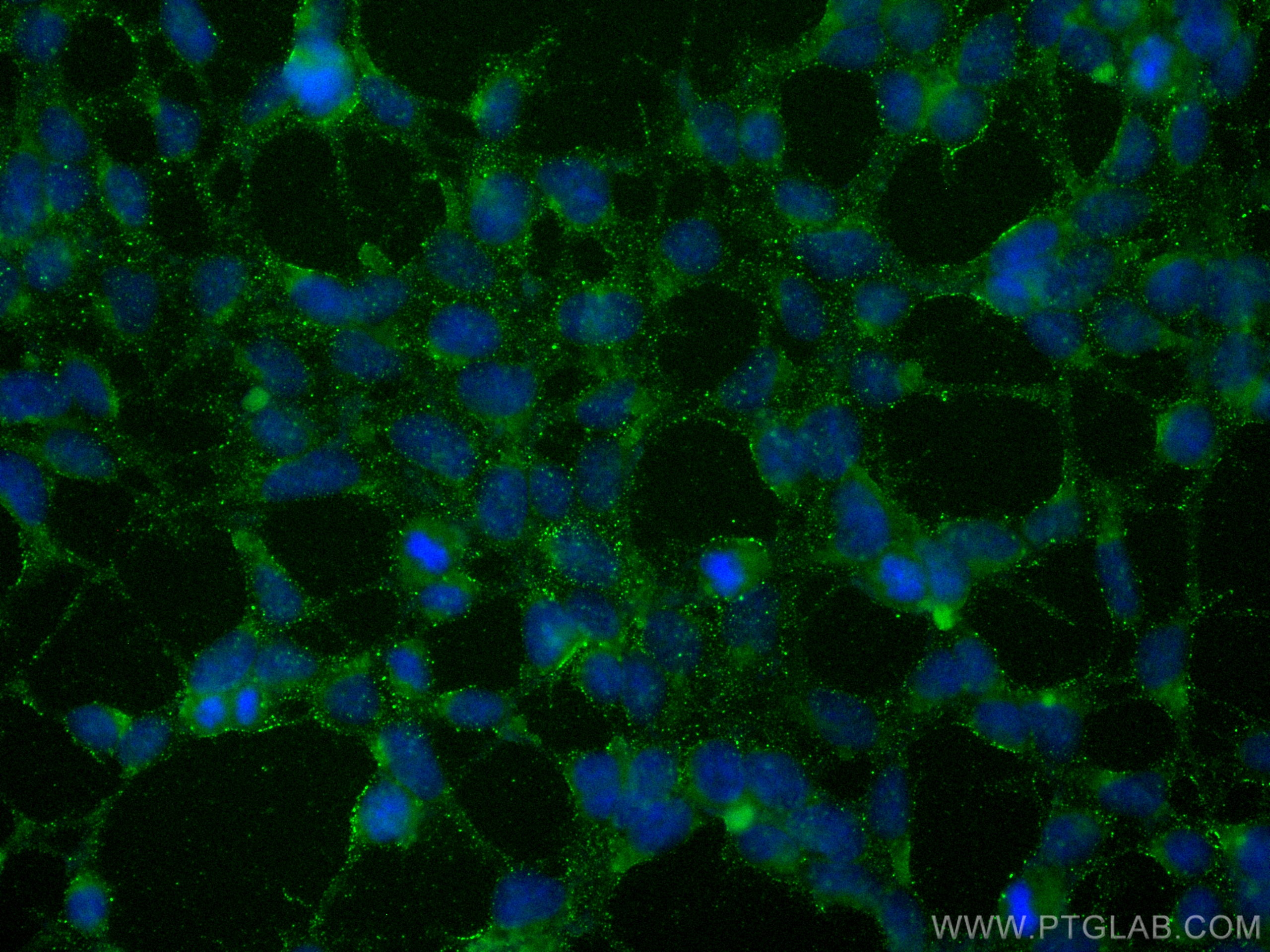 IF Staining of HEK-293 using 27568-1-AP