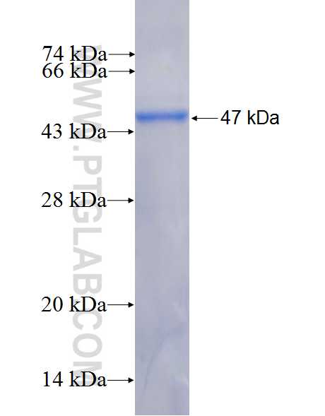 ANKRD46 fusion protein Ag26623 SDS-PAGE