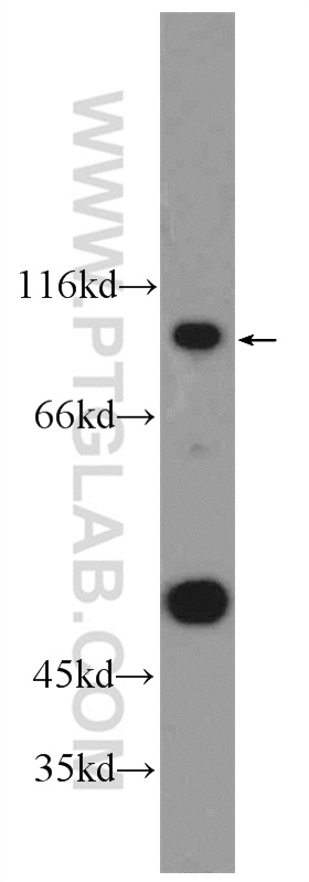 WB analysis of HEK-293 using 24333-1-AP