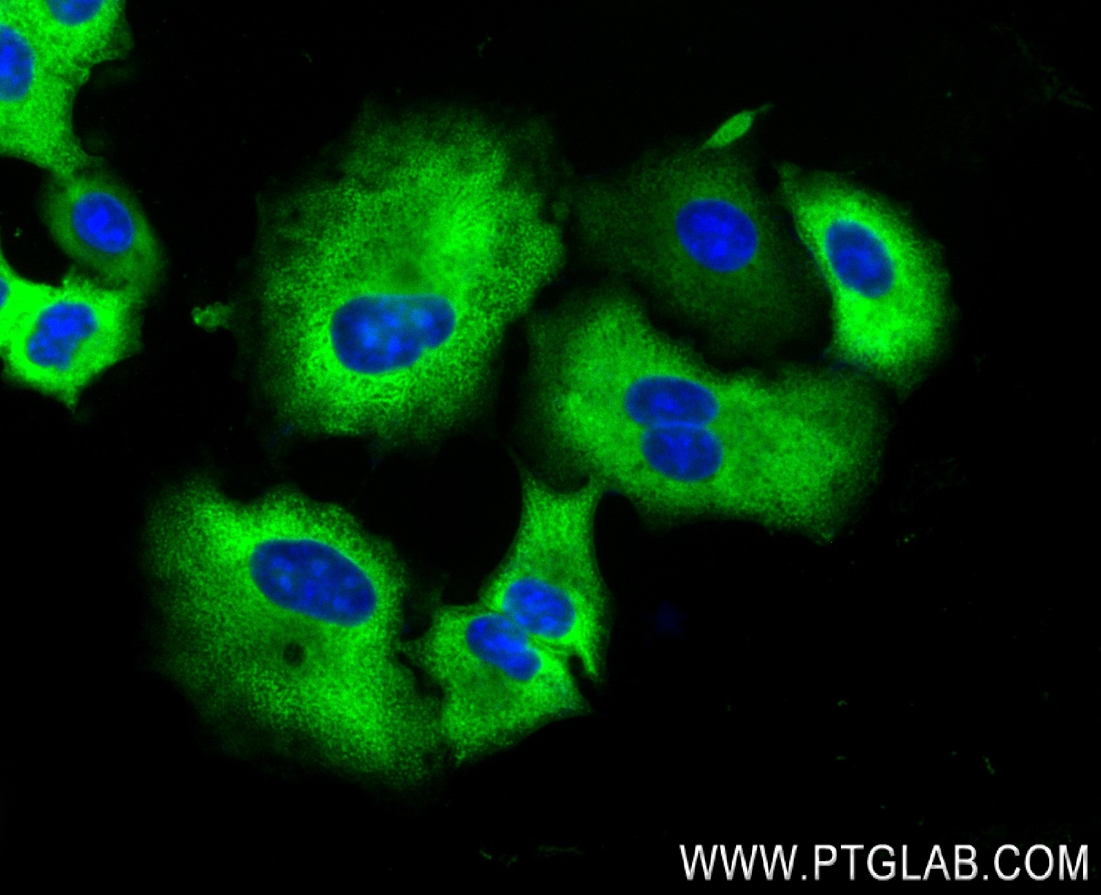 IF Staining of A549 using 84210-4-RR