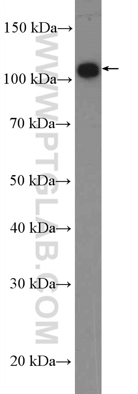 WB analysis of HEK-293 using 19486-1-AP