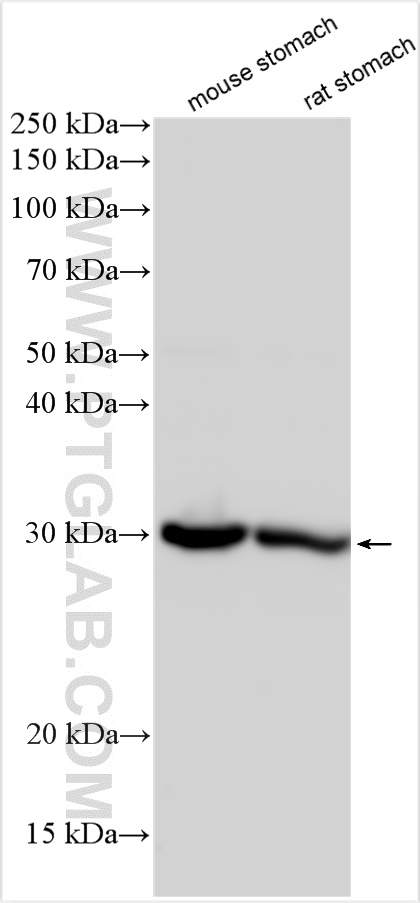 WB analysis using 27783-1-AP