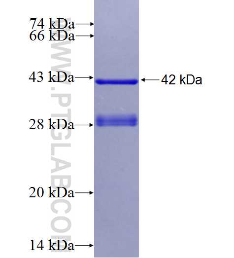 ANXA10 fusion protein Ag27094 SDS-PAGE