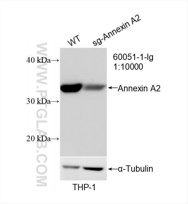 WB analysis of THP-1 using 60051-1-Ig