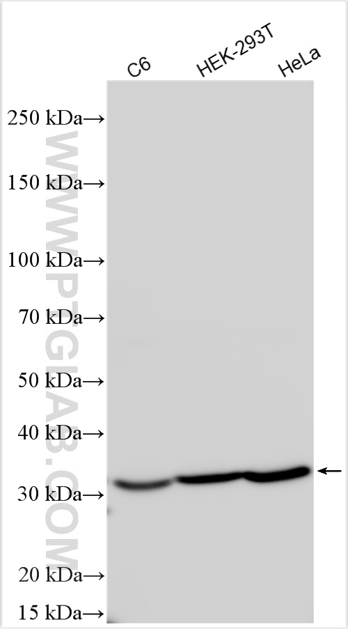 WB analysis using 11060-1-AP