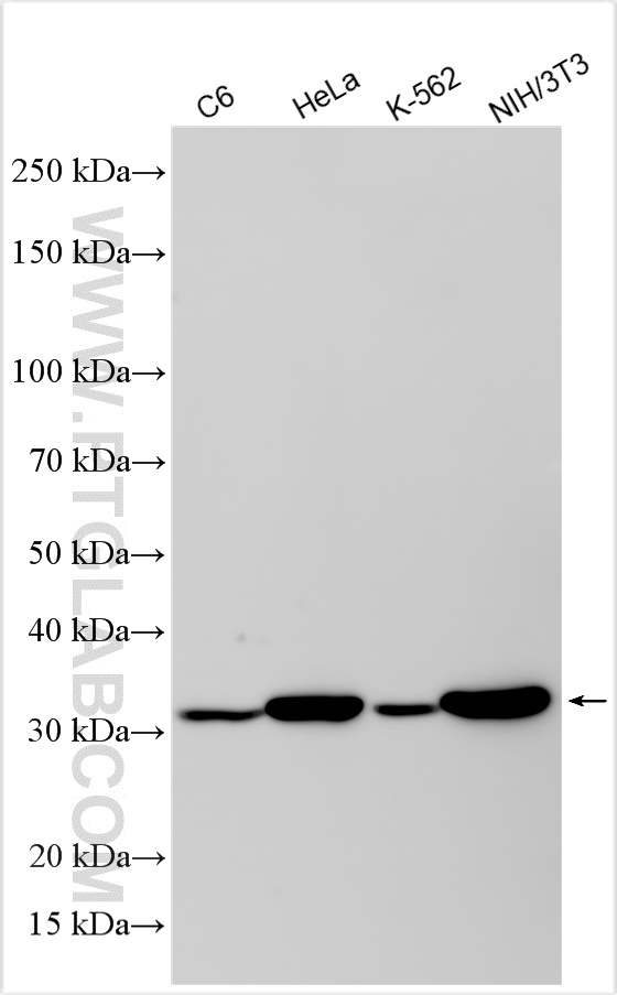 WB analysis using 83929-2-RR (same clone as 83929-2-PBS)