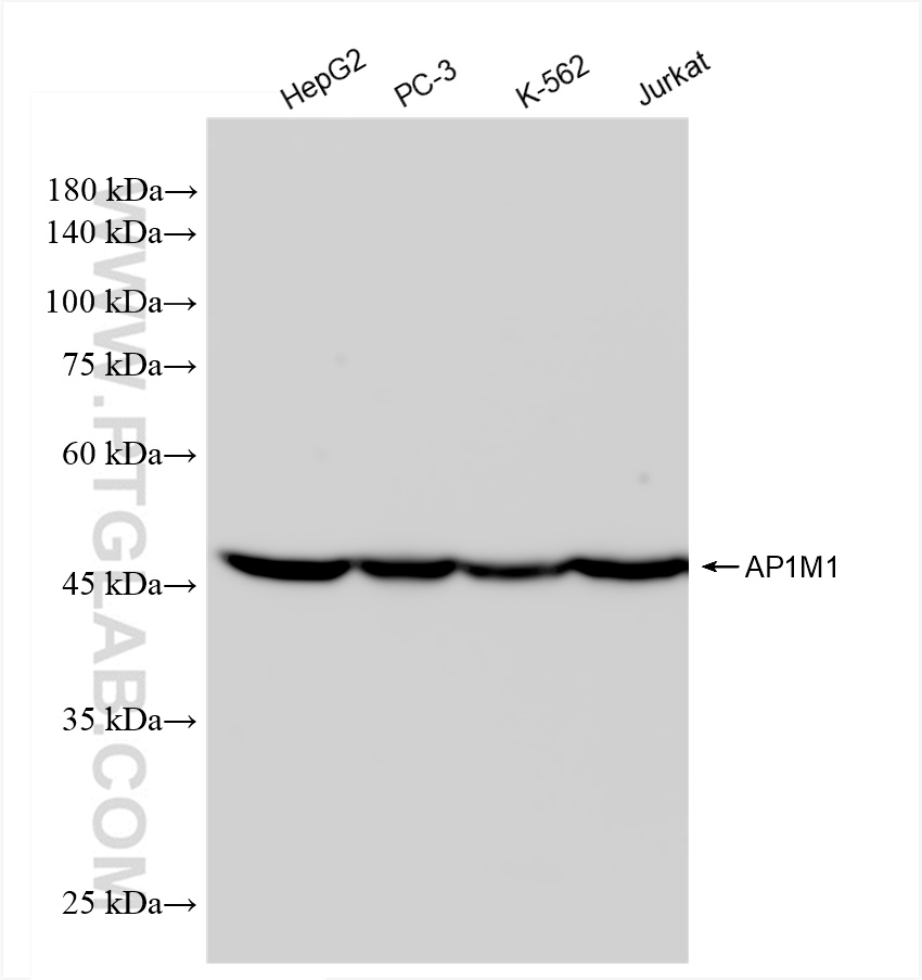 WB analysis using 83613-6-RR