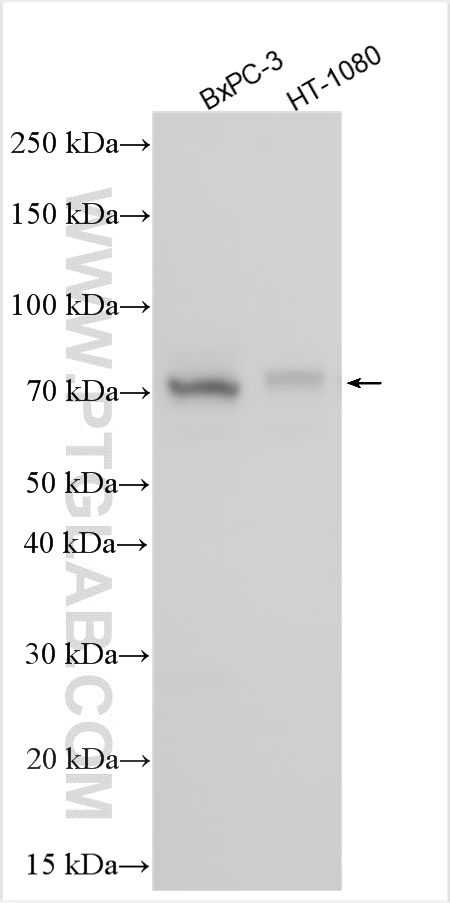 WB analysis using 20812-1-AP