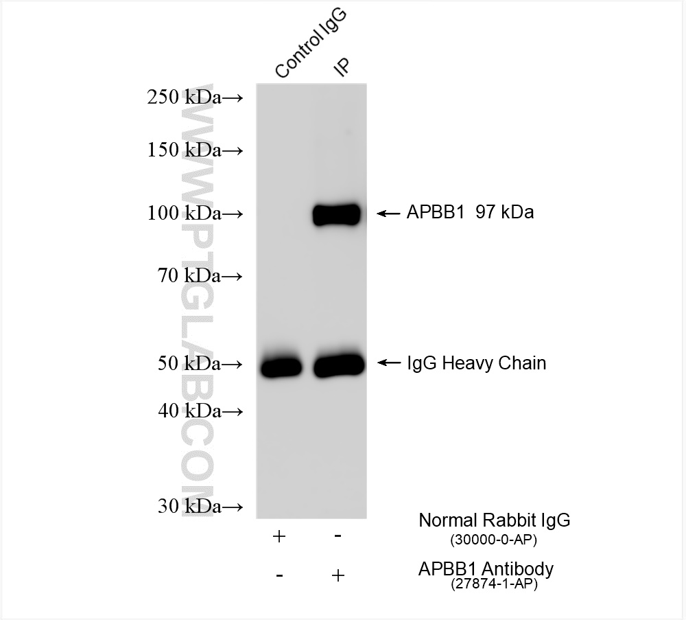 IP experiment of mouse brain using 27874-1-AP (same clone as 27874-1-PBS)