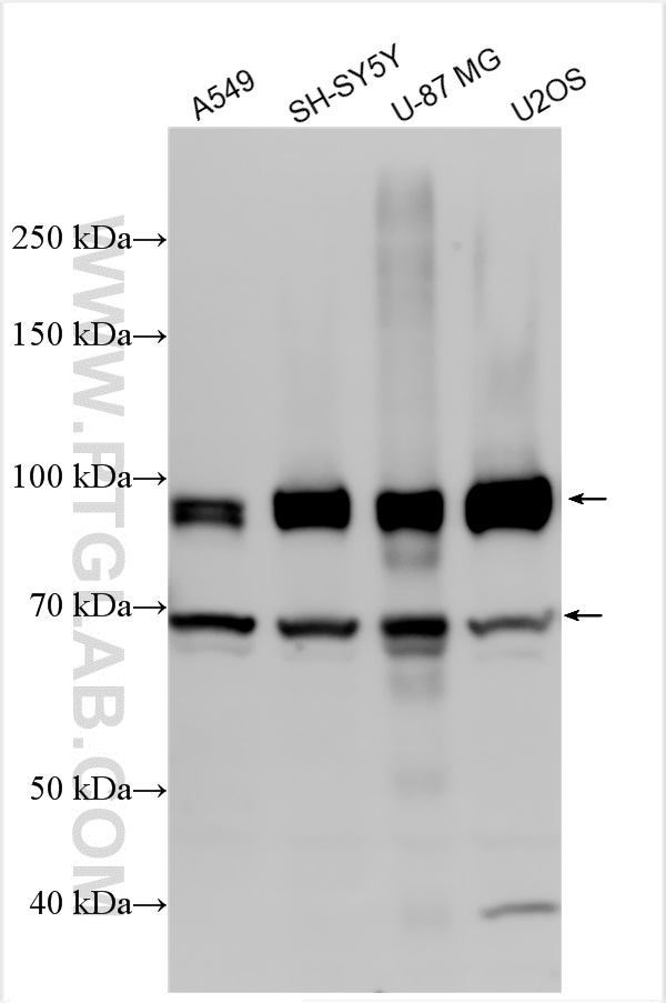 WB analysis using 27874-1-AP