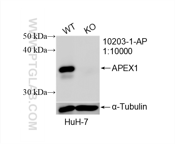 WB analysis of HuH-7 using 10203-1-AP