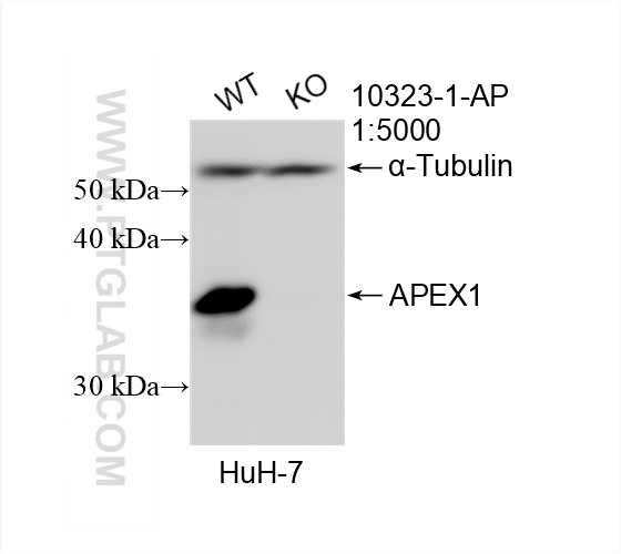 WB analysis of HuH-7 using 10323-1-AP