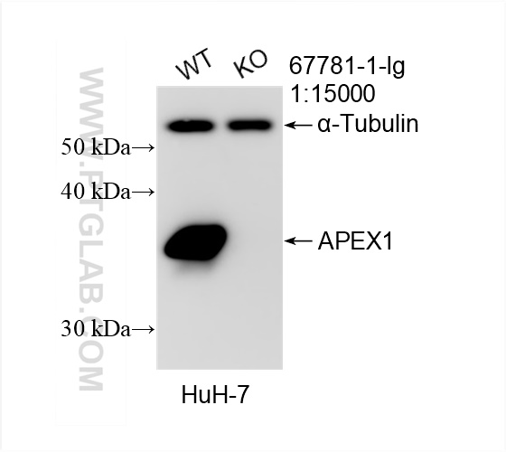 WB analysis of HuH-7 using 67781-1-Ig