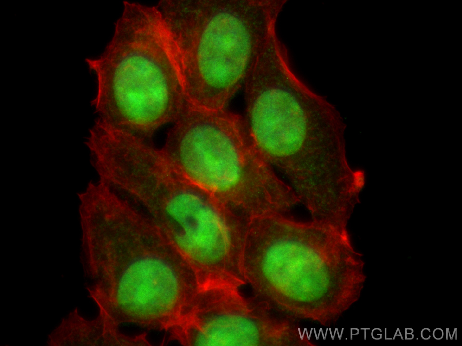 IF Staining of MCF-7 using CL488-10203