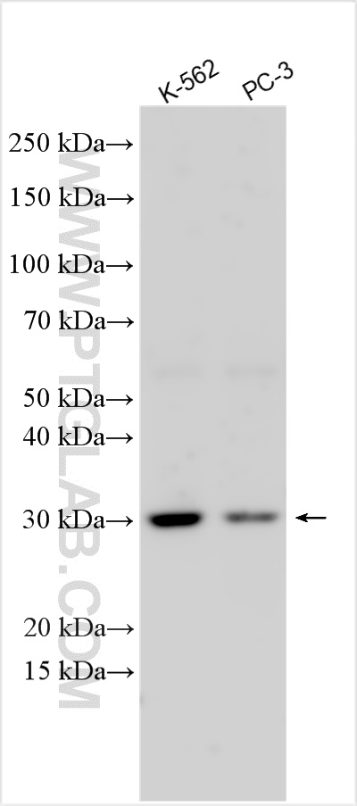 WB analysis using 12089-2-AP