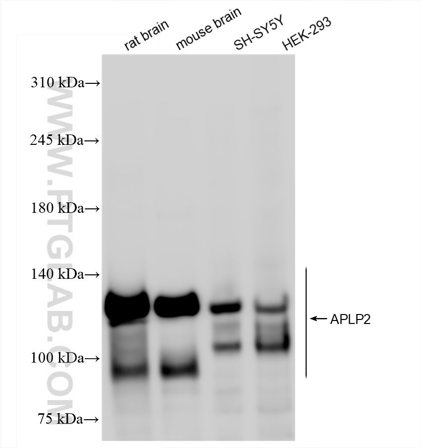 WB analysis using 84703-3-RR