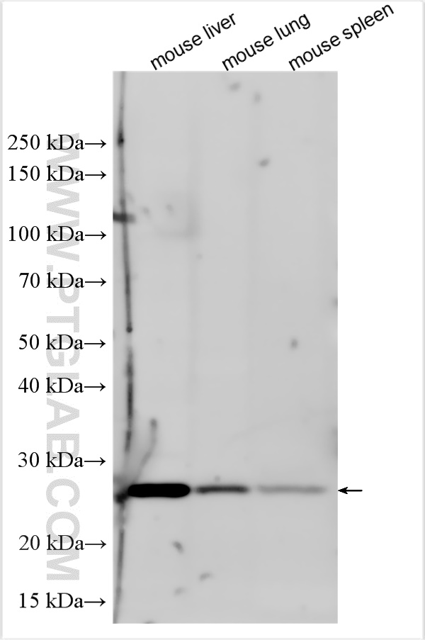 WB analysis using 31265-1-AP