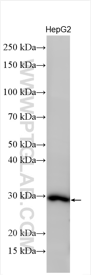 APOA1