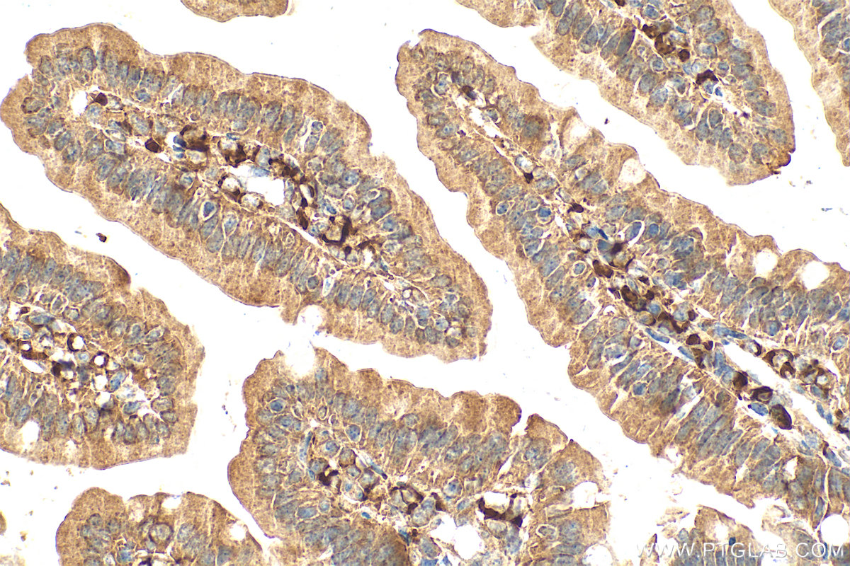 IHC staining of mouse small intestine using 66252-1-Ig