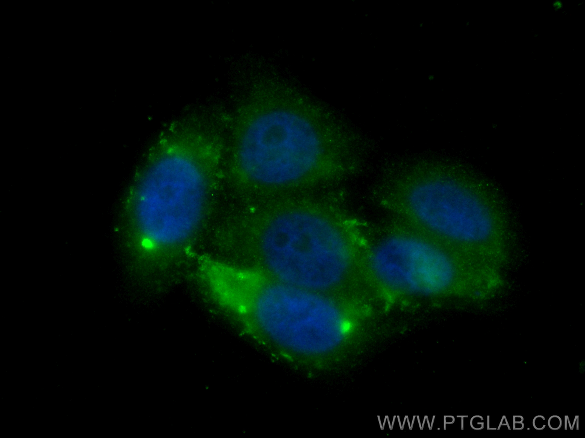 IF Staining of HepG2 using FITC-17996