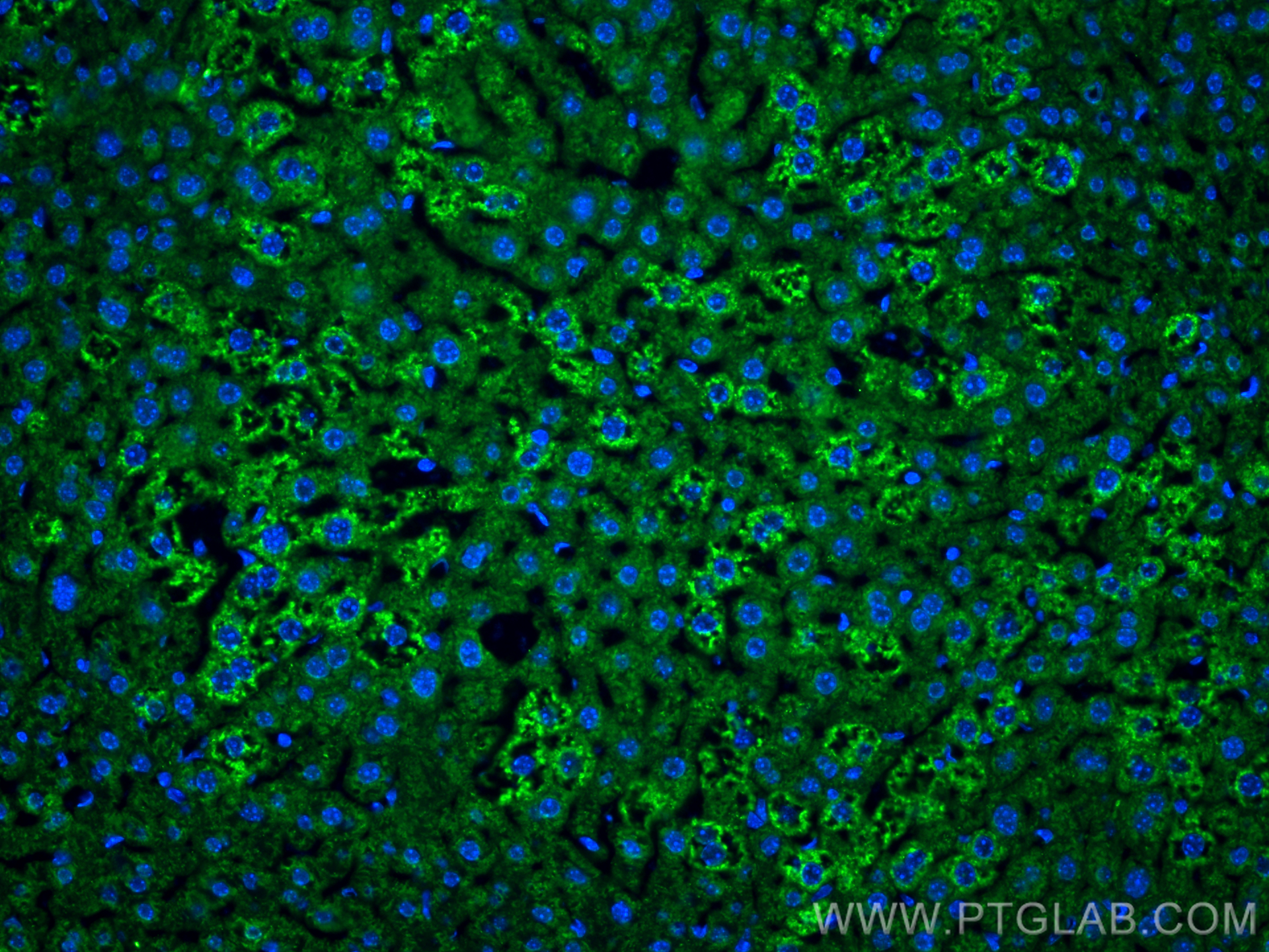 IF Staining of mouse liver using 84047-1-RR (same clone as 84047-1-PBS)