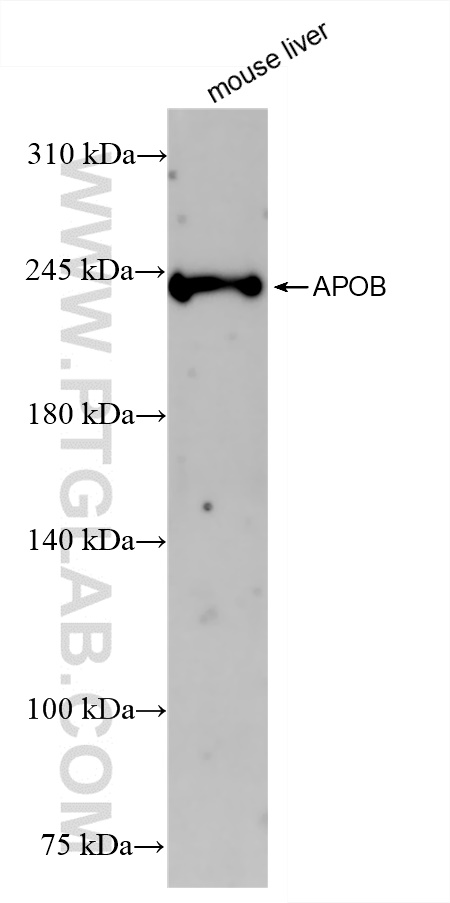 WB analysis of mouse liver using 84047-1-RR