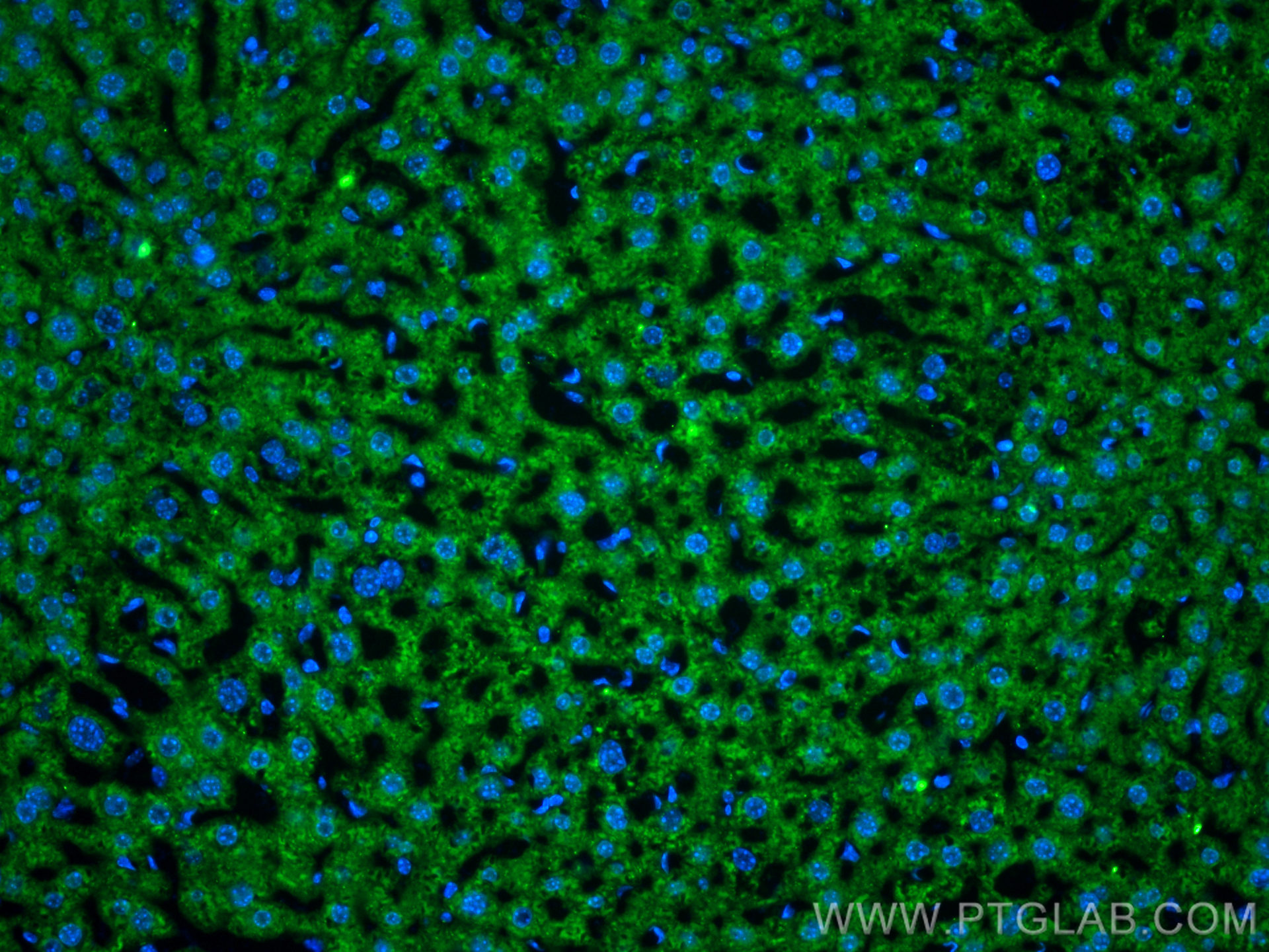 IF Staining of mouse liver using CL488-84047