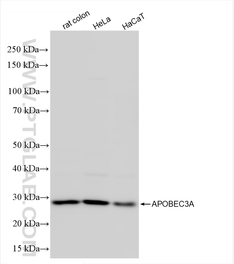 WB analysis using 84239-4-RR