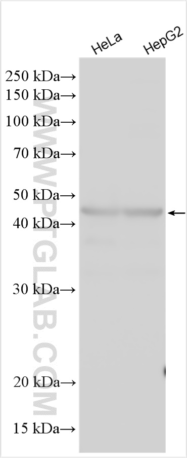 WB analysis using 14559-1-AP