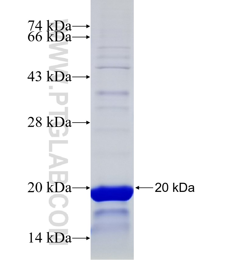 APOBEC3G fusion protein Ag30583 SDS-PAGE