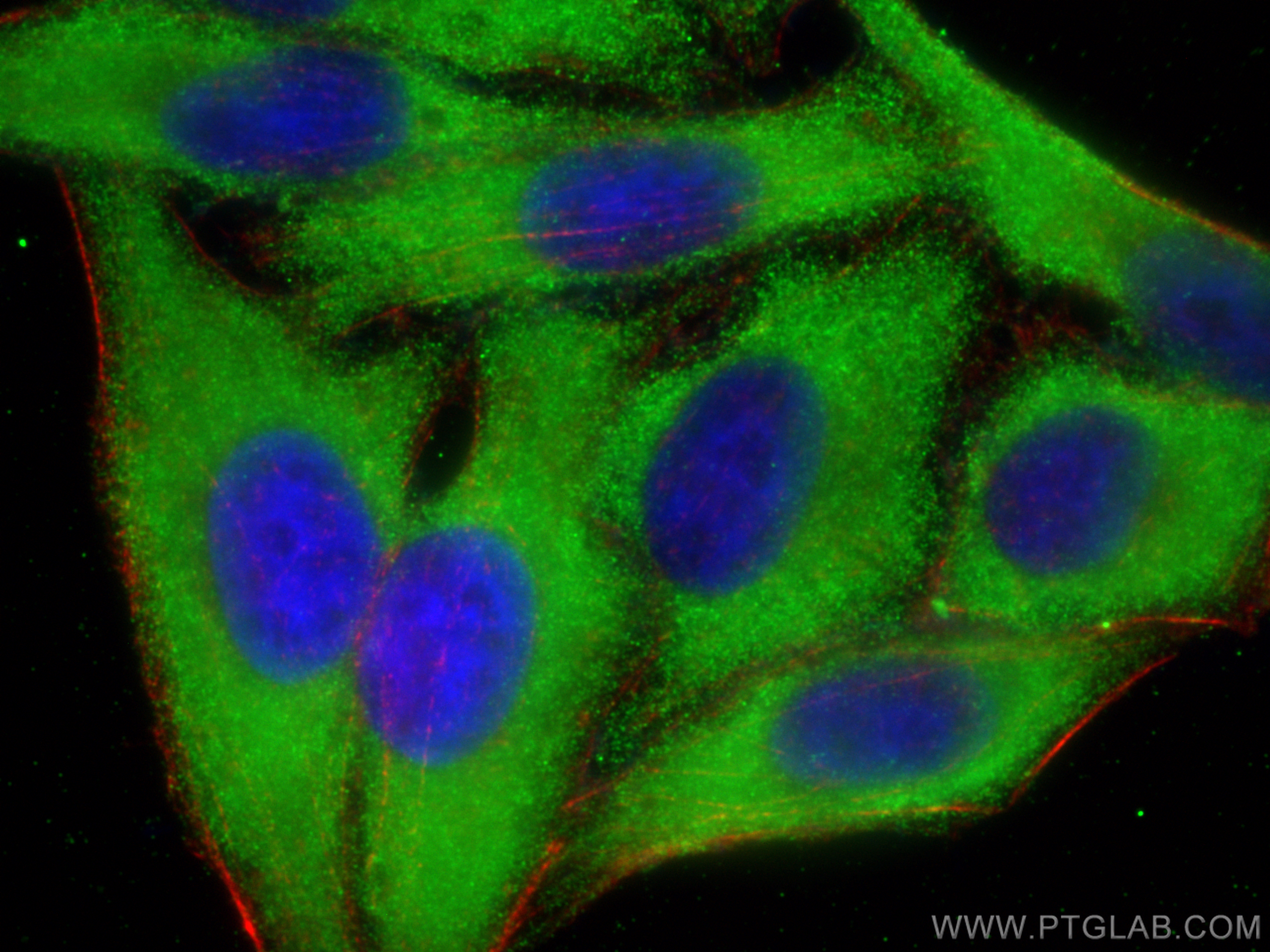 IF Staining of HepG2 using 66830-1-Ig