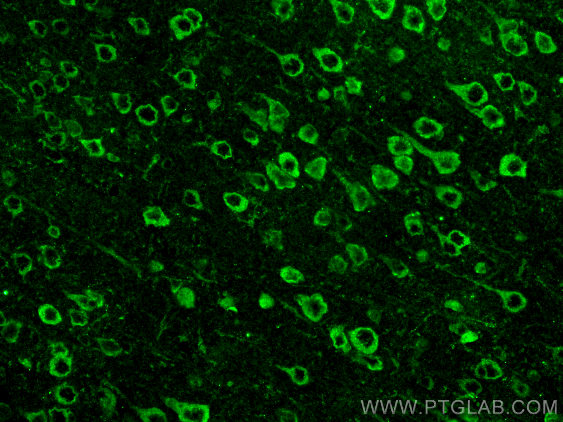 IF Staining of mouse brain using 66830-1-Ig