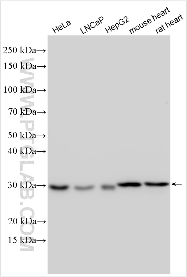 WB analysis using 28514-1-AP