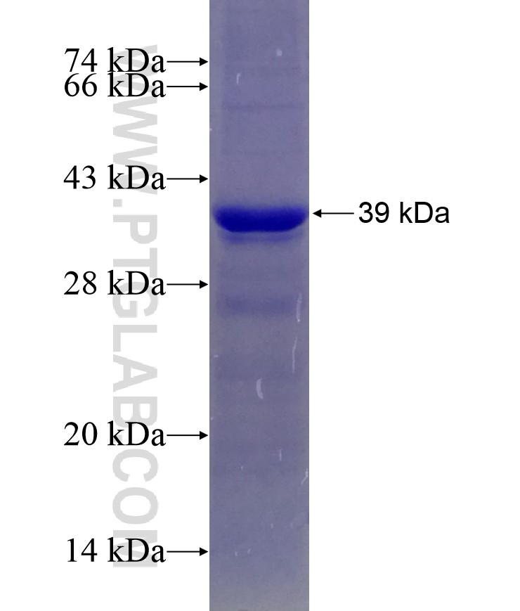APPBP2 fusion protein Ag26162 SDS-PAGE