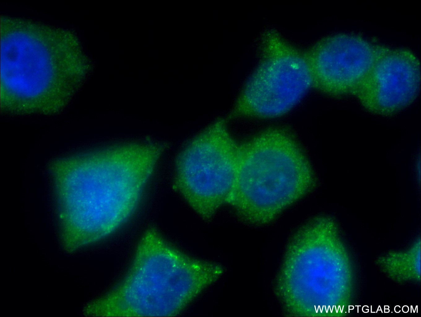 IF Staining of BxPC-3 using 14294-1-AP