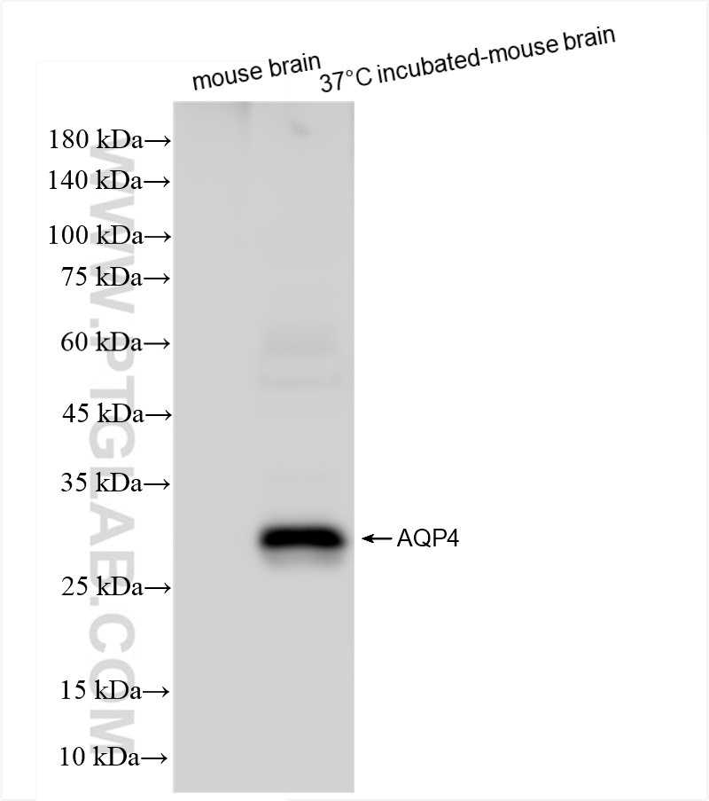 WB analysis using 82296-6-RR (same clone as 82296-6-PBS)