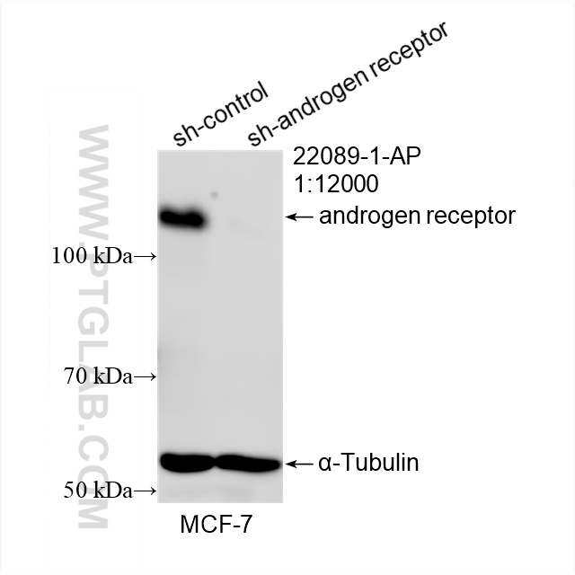 WB analysis of MCF-7 using 22089-1-AP