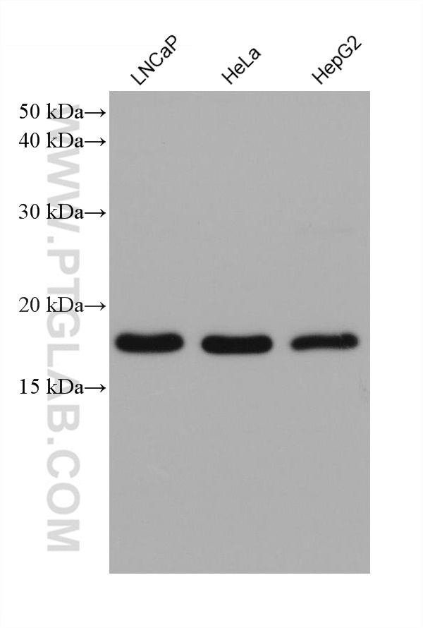 WB analysis using 68204-1-Ig (same clone as 68204-1-PBS)