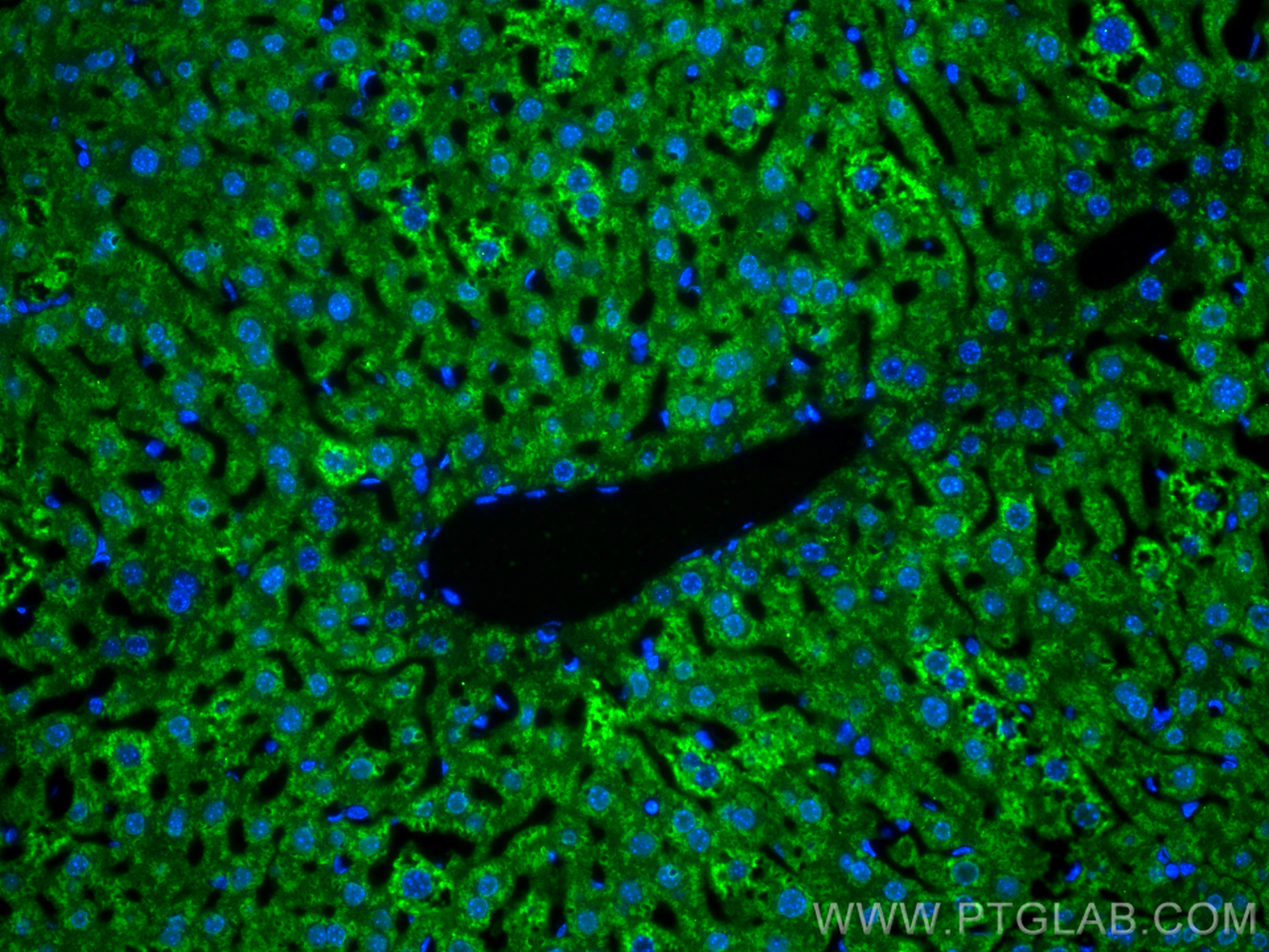 IF Staining of mouse liver using 66129-1-Ig (same clone as 66129-1-PBS)